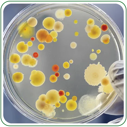 Medical Microbiology & Immunology